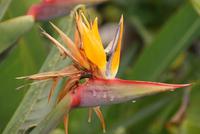 Madeira-Silvester im Atlantik 29.12.15-05.01.16