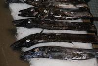 der schwarze Degenfisch-Espada