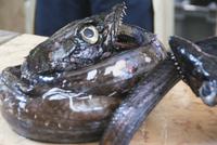 der schwarze Degenfisch-Espada