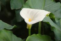 Levada Wanderung mit Fatima