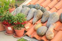 Kürbisse werden getrocknet