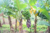 Levada Wanderung mit Fatima