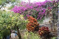 Madeira-Silvester im Atlantik 29.12.-05.01.16