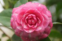 Kamelienblüte-wunderschön!