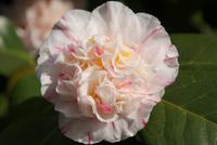 Kamelienblüte-wunderschön!