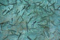 Ribeiro Frio Forellenzucht