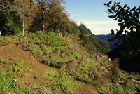 Levada Wanderung mit Fatima