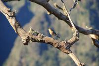 Buchfink auf Madeira