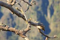 Buchfink auf Madeira