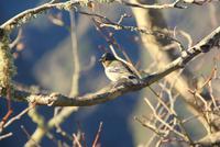 Buchfink auf Madeira