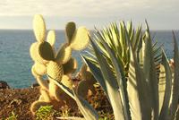 Madeira-Silvester im Atlantik 29.12.-05.01.16