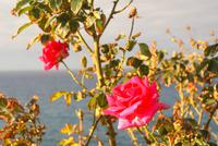 Madeira-Silvester im Atlantik 29.12.-05.01.16