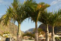 Madeira-Silvester im Atlantik 29.12.-05.01.16