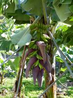 014. Bananenplantage, Madeira