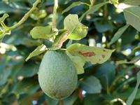 016. Bananenplantage, Avocado,  Madeira