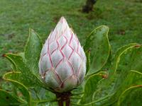 038. Palheiro Gardens, Madeira
