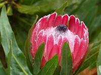 039. Palheiro Gardens, Madeira