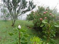 040. Palheiro Gardens, Madeira