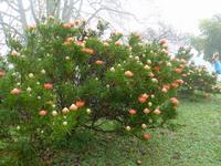 041. Palheiro Gardens, Madeira