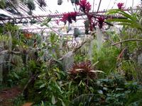 047. Orchideengarten, Madeira