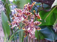 048. Orchideengarten, Madeira