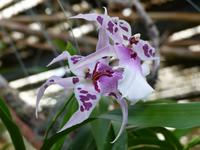 049. Orchideengarten, Madeira