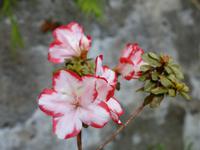 052. Orchideengarten, Madeira