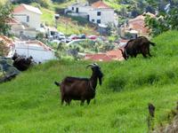076. Levada Wanderung, Madeira