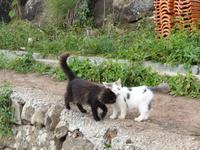 079. Levada Wanderung, Madeira