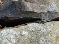 090. Levada Wanderung, Madeira