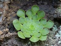 092. Levada Wanderung, Madeira