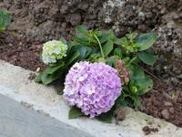 097. Levada Wanderung, Madeira