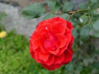 099. Levada Wanderung, Madeira