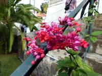 129. Funchal, Madeira