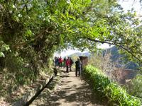 155. Levada Wanderung durch den Lorbeerwald, Madeira