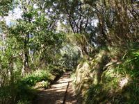 158. Levada Wanderung durch den Lorbeerwald, Madeira