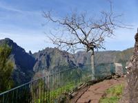 164. Levada Wanderung durch den Lorbeerwald, Madeira