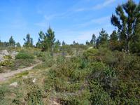 117 Monchique Gebirge