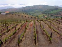 Weinberge bei S. Joao da Pesqueira