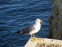 Möwen an der Algarve