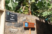 119 Bananenplantage