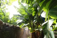 120 Spaziergang durch eine Bananenplantage