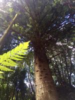 Zweithöchste Areaukarie