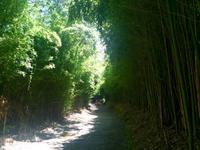 Bambuswald am Lagoa da Furnas