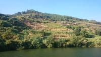 Douro 15