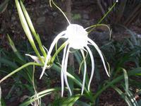 Botanischen Garten Funchal