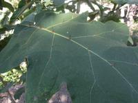 Botanischen Garten Funchal