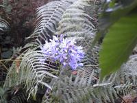 Wanderung in Camacha