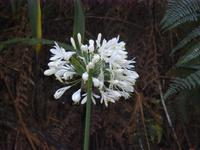 Wanderung in Camacha