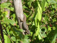 Hochebene Paul da Serra